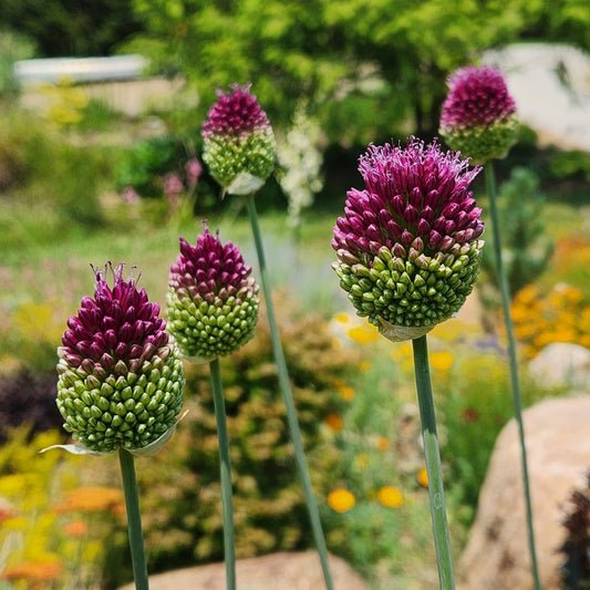 Drumstick Allium sphaerocephalon ~ 25 Bulbs for Fall Pickup