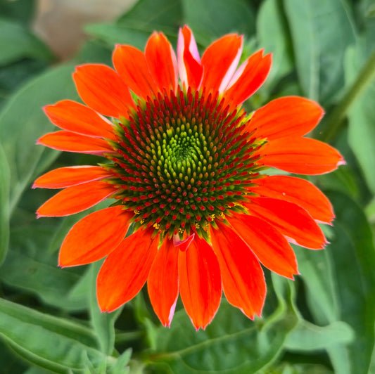 Sombrero® 'Flamenco Orange' Coneflower | Buy Now Pickup This Weekend