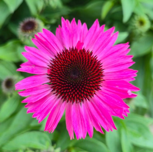 Sombrero® Rosada Coneflower | Buy Now Pickup This Weekend