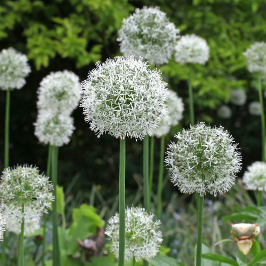 Sea of Lollypops ~ 20 Allium ‘Mount Everest’