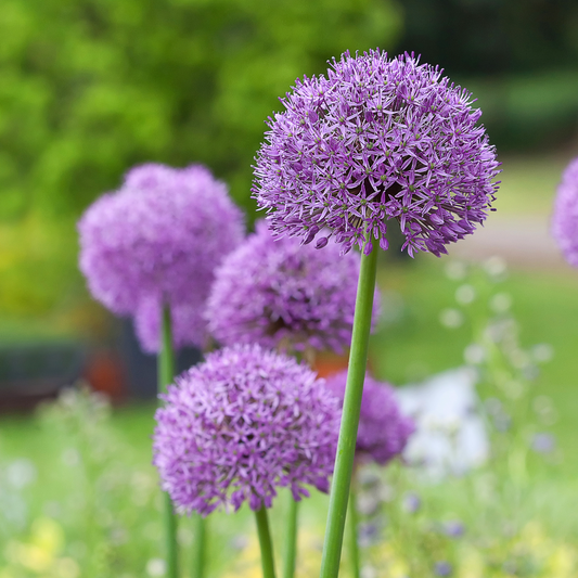 Allium 'Gladiator' ~ Trio of 3 Bulbs