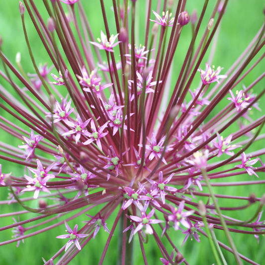 Allium schubertii ~ 6 Blubs for Pickup in Fall