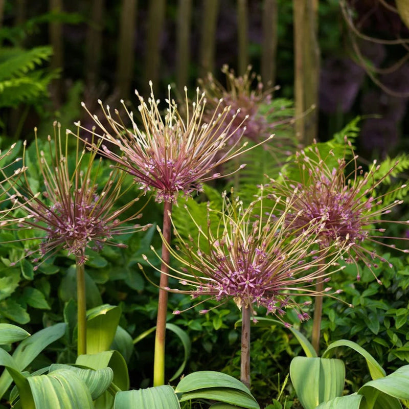 Sea of Fireworks ~ 20 Allium schubertii bulbs