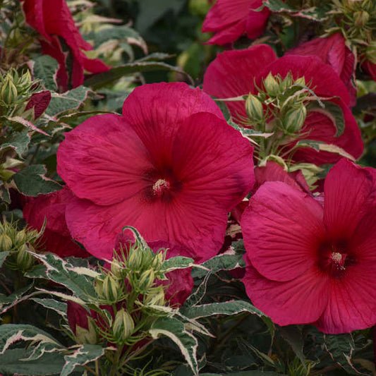 Hibiscus 'Summer Carnival' - Pick Up July 21-27