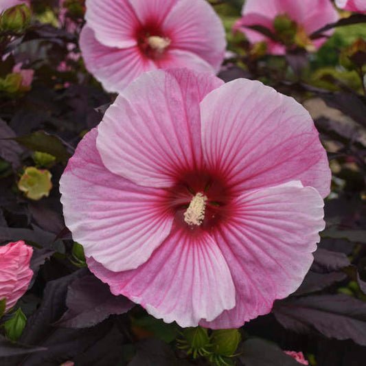 Hibiscus 'Starry Starry Night' - Pick Up July 21-27