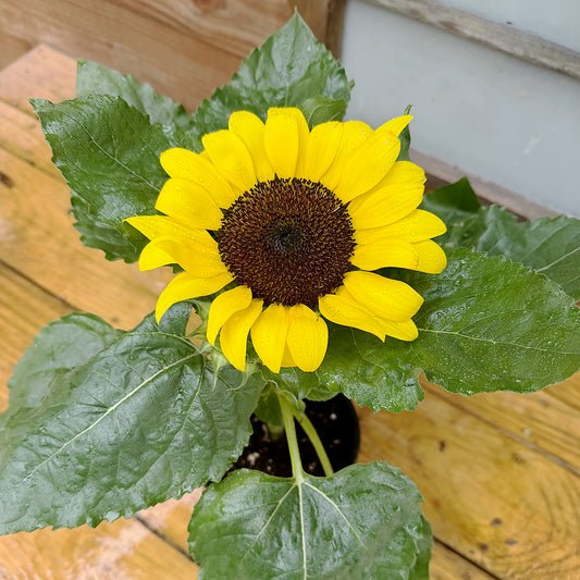 Helianthus Sunflower ~ Trio of 3 Hefty Plants | Online Order for In-store Pickup