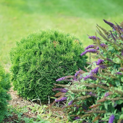 Tater Tot Arborvitae Shrub