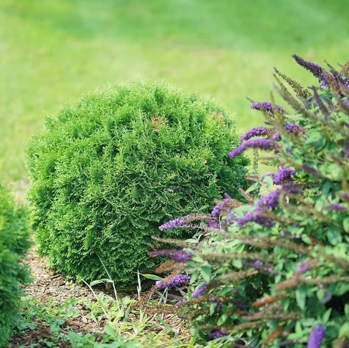 Tater Tot Arborvitae Shrub