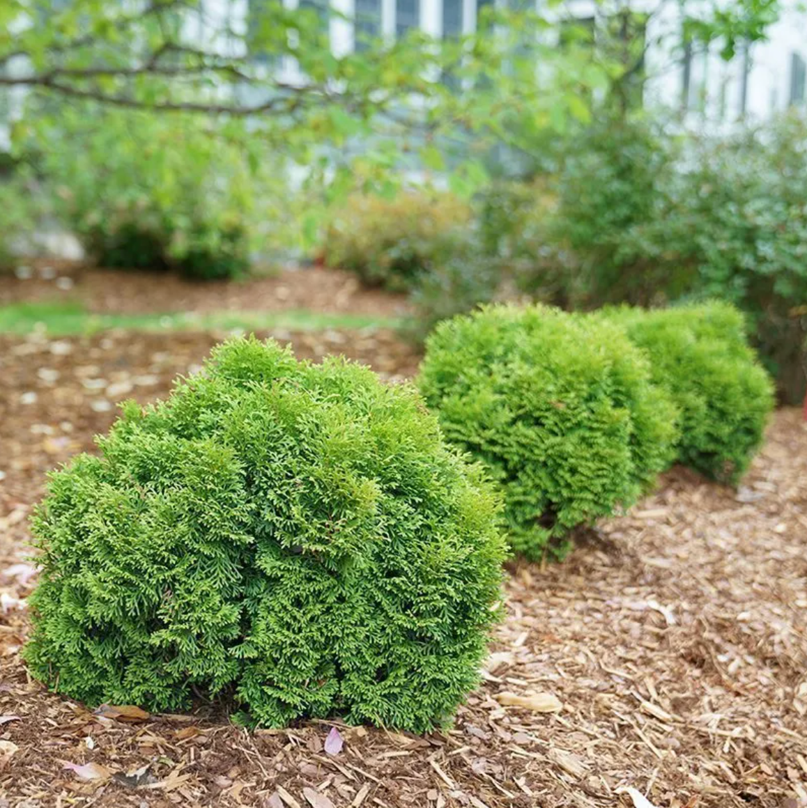 Tater Tot Arborvitae Shrub