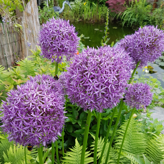Sea of Lollypops ~ 20 Allium 'Globemaster' Bulbs