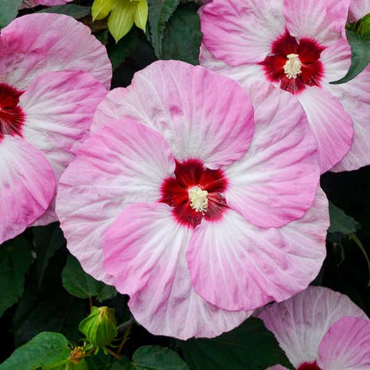 Hibiscus Summerific 'Spinderella' - Pick Up July 21-27