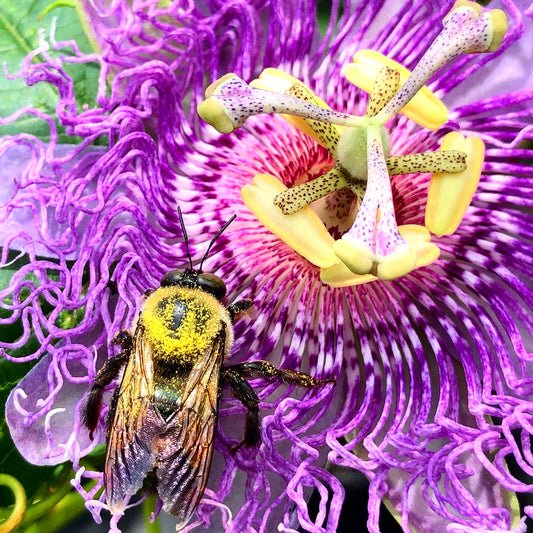 Passion Flower | Passiflora 'Incense'