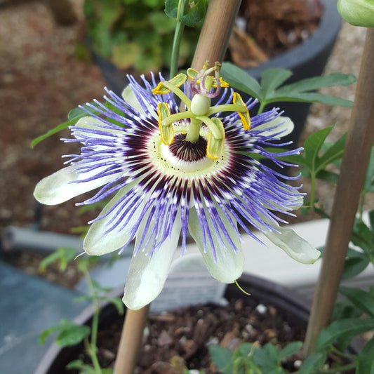 Passion Flower | 'Becky's Blue & White'