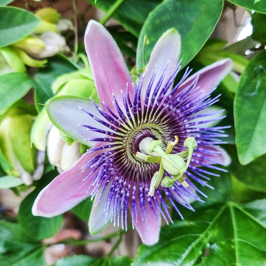 Passion Flower | Passiflora Caerulea